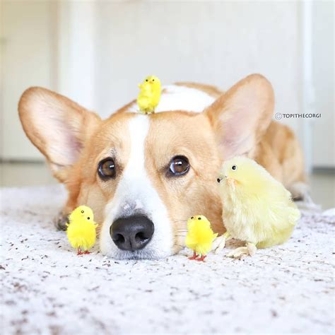 Happy Easter To Everyone That Celebrates 💛🐣 Corgi Welshcorgi