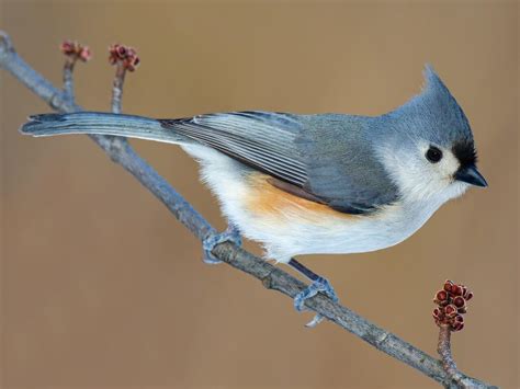 Tufted Titmouse - NestWatch