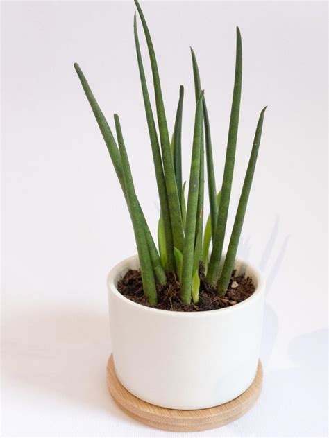 Sansevieria Bacularis Mikado Snake Plant Gardening Plants On Carousell