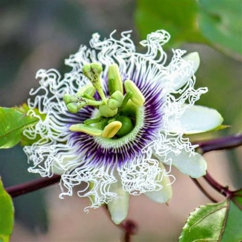 Maracuy Passiflora Edulis Picturethis