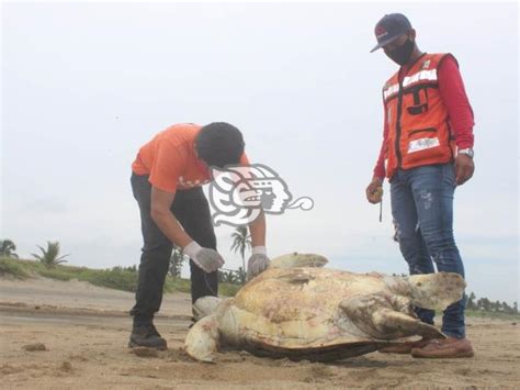 Aparece Muerta Tortuga Verde En Playas De Agua Dulce