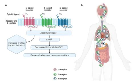 Opioid receptors: mechanism and distribution. (a) Schematic... | Download Scientific Diagram