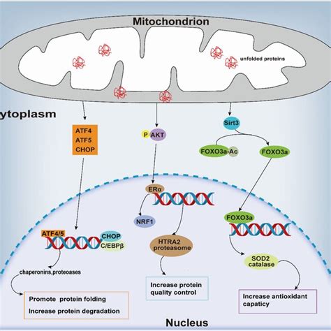 The Different Mammalian Mitochondrial Unfolded Protein Response UPRmt