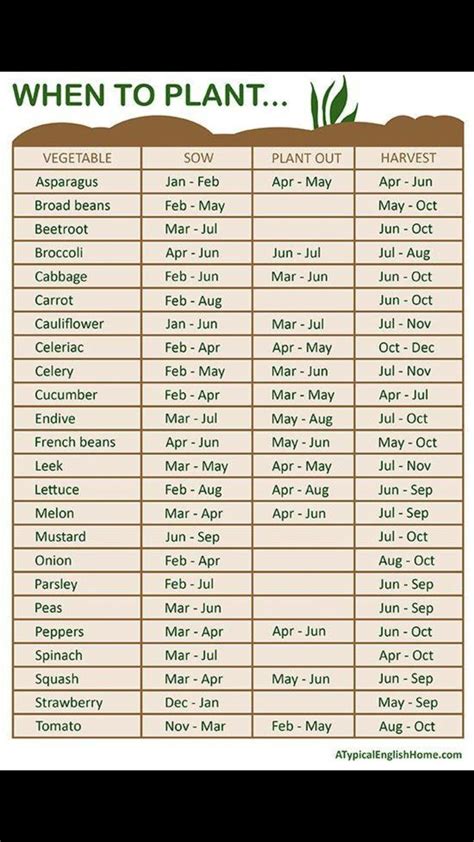 When To Plant When To Plant Vegetables Planting Vegetables Plants