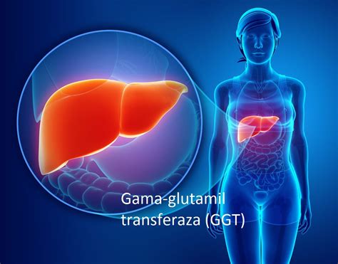 Gama glutamil transferaza GGT Labos laboratorij Sarajevo Tešanjska 1