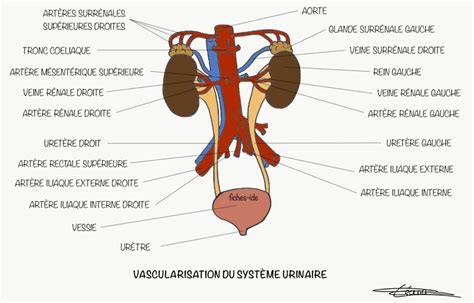 40 Vascularisation du système urinaire 2 Fiches IDE