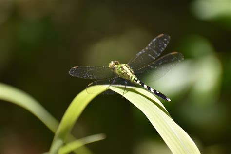 Dragonfly Insecto Verde Foto Gratis En Pixabay Pixabay