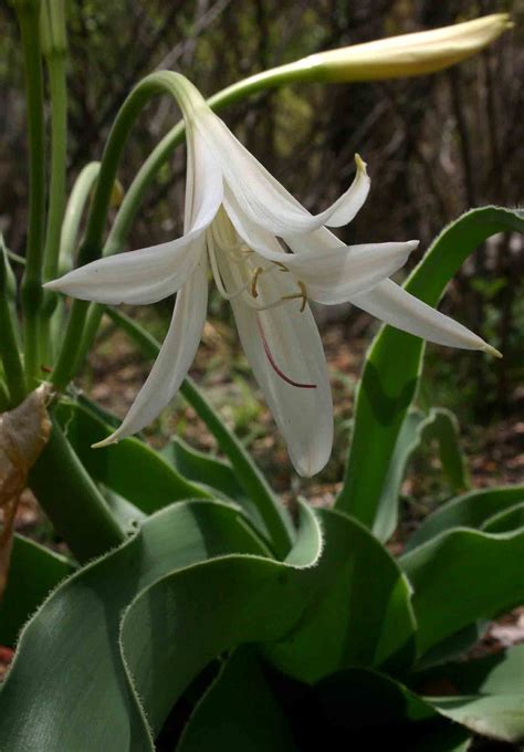 Flora Of Zimbabwe Species Information Individual Images Crinum Crassicaule