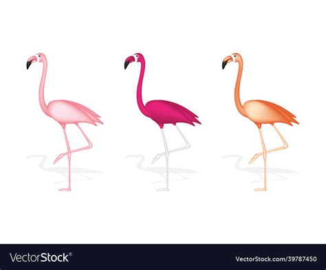 Flamingo Royalty Free Vector Image Vectorstock