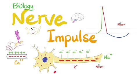 Action Potential Nerve Impulse Transmission Neurons Biology