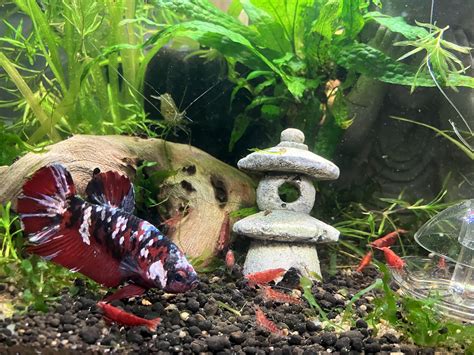 RIP to Gaston, the chillest betta I’ve ever met. Amazing boy who passed