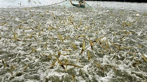 Amazing Shrimp Harvesting Video Shrimp Processing Process In