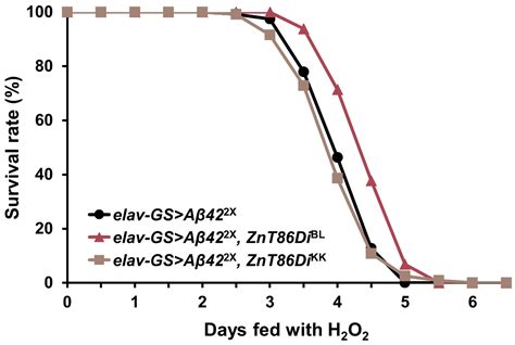 Ijms Free Full Text Roles Of Znt86d In Neurodevelopment And