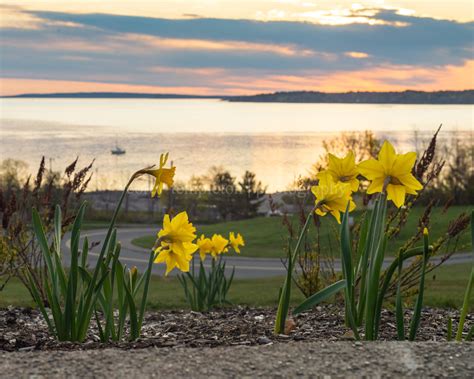 Corey Templeton Photography Portland Maine Spring