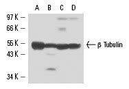 Anti β Tubulin Antibody 3F3 G2 SCBT Santa Cruz Biotechnology