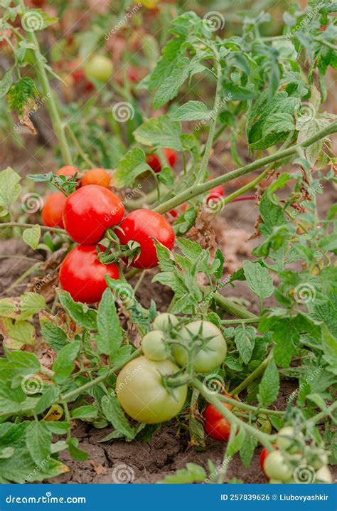 Tomates De Vid Verdes Tomates Verdes Sin Madurar En Los Arbustos