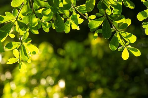 Ketapang Kencana Terminalia Mantaly Madagascar Almendra Hojas Verdes