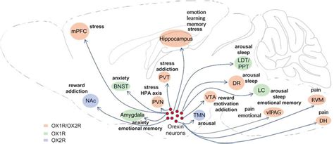 Hypocretin Neurons