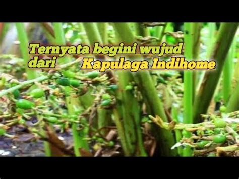 Perkembangan Bibit Kapulaga India Umur Setengah Tahun YouTube