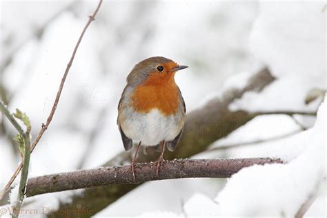 Robin in snow photo WP22630