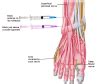 Anatomy Bony Pelvis And Lower Limb Superficial Peroneal Nerve