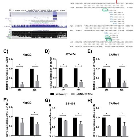 A Ucsc Genome Browser Chip Seq Data Showing That Tead4 Binds To The