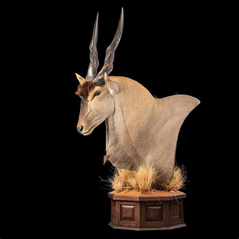 Eland Taxidermy South Africa Get Eland Trophy Quote