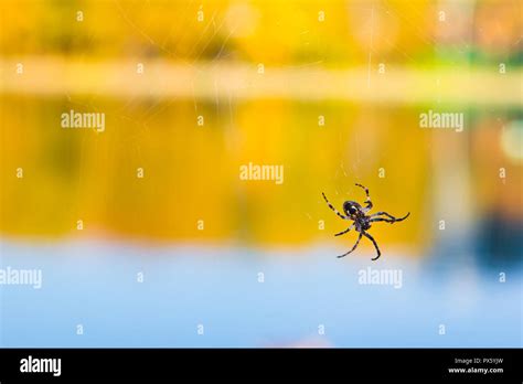 Web Spider Animals In Wild Hi Res Stock Photography And Images Alamy