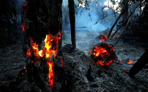 El Pantanal el mayor humedal del planeta también arde en Brasil ADN