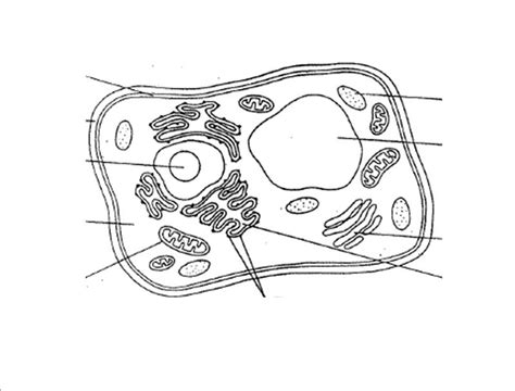 Cell Parts Diagram Quizlet