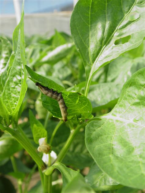 Los Baculovirus Como Agentes De Biocontrol Bioinsectis