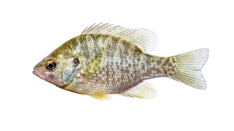 Lepomis microlophus » NCFishes.com