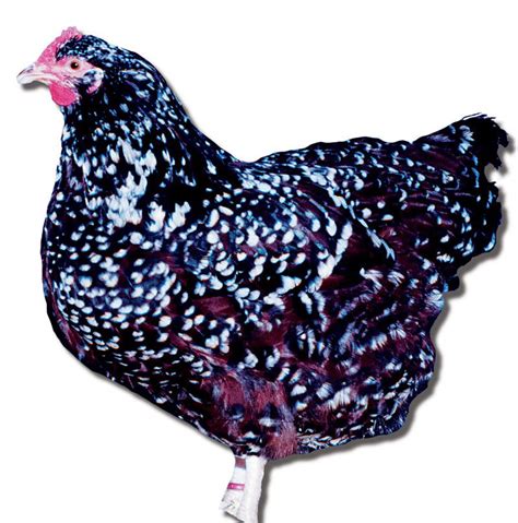 Speckled Sussex Chicks | Speckle, Brown eggs, Sussex chicken