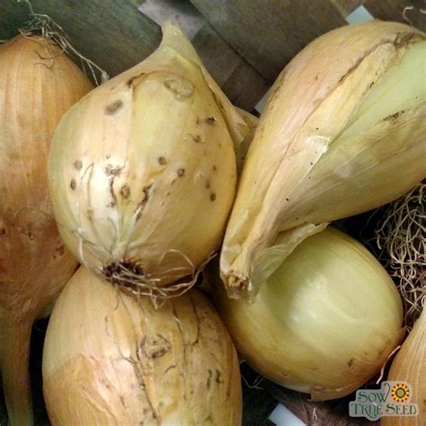 Onion Seeds Walla Walla Sweet Spanish Sow True Seed