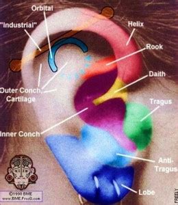 Cartilage Piercing Information, Types, Infection and Healing