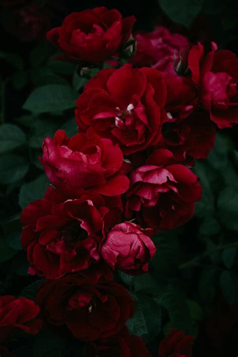 Rote Blumen · Kostenloses Stock Foto