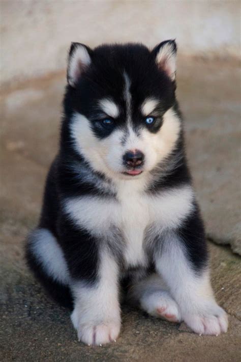 Pin de Marie Clinton em Husky | Cachorro husky, Filhotes de husky ...