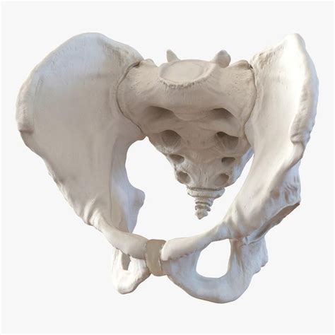 Male Pelvis Skeleton 3D Model AD Pelvis Male Model Skeleton Human