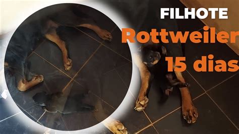 Filhote De Rottweiler 15 Dias YouTube