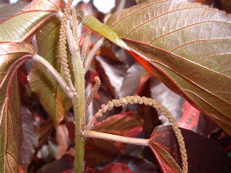 Acalypha Wilkesiana 02 Acalypha Wilkesiana Müll Arg Cv Flickr