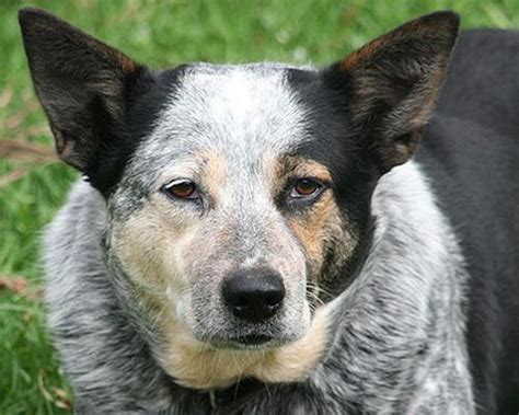 Bluey, the world's oldest dog ever! Bluey, born in 1910, lived in a ...