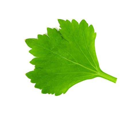 Premium Photo Leaf Coriander Or Cilantro Isolated On White Background