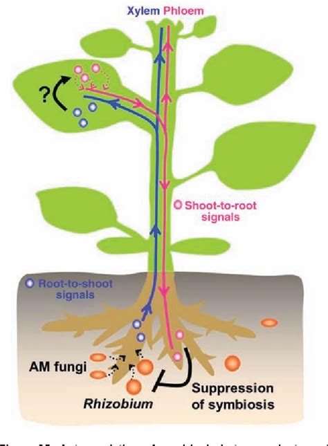 Figure 25 from The plant vascular system: evolution, development and ...