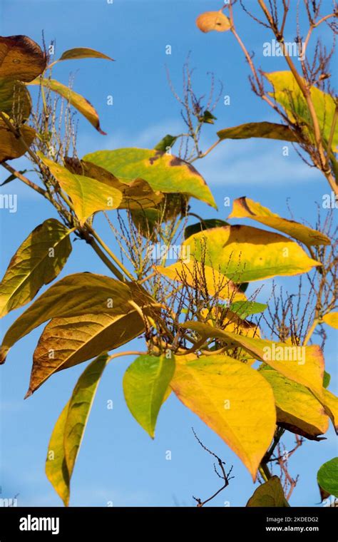 Autumn Fallopia Japonica Japanese Knotweed Plant Leaves Stem Stock