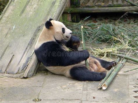 Giant Baby Panda Eating Bamboo Stock Photos - Download 594 Royalty Free ...