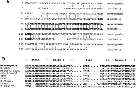 Identification Of Neurogenin A Vertebrate Neuronal Determination Gene