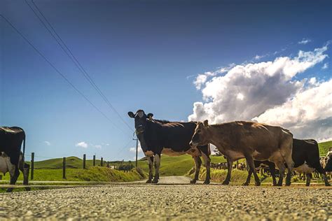 Cattle, countryside, cows, farm, farmland, field, grass, herd, livestock, HD wallpaper ...