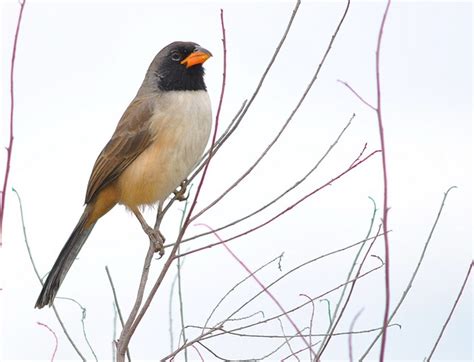 Foto Batuqueiro Saltatricula Atricollis Por Cal Martins Wiki Aves