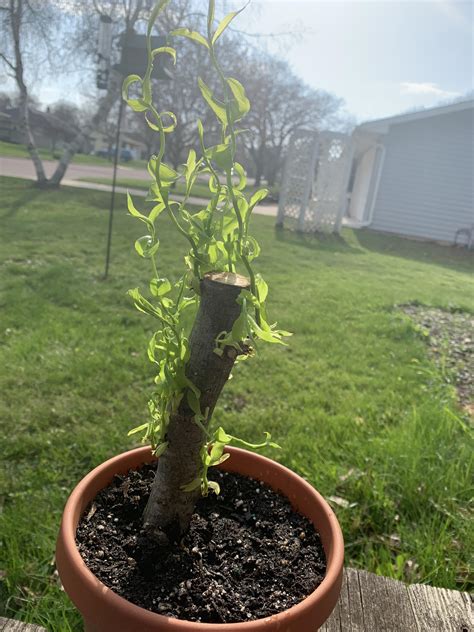 Dragon Willow Bonsai Questions Zone 4b Rbonsai