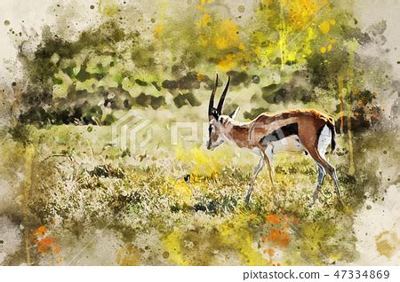 Wild Thompson S Gazelle Or Eudorcas Thomsonii Stock Illustration